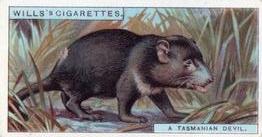 1926 Wills's Do You Know (3rd Series) #11 Tasmanian Devil Front