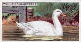 1926 Wills's Do You Know (3rd Series) #12 Duck Front