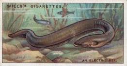 1926 Wills's Do You Know (3rd Series) #16 Electric Eel Front