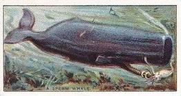 1930 Player's Whaling #10 A Sperm Whale Front
