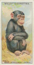 1933 Wills's Do You Know (4th Series) #1 Which is the most Intelligent of the Animals? Front