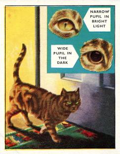 1955 Bibby & Sons (Trex Club) How, What and Why #3 Why Can a Cat See in the Dark? Front