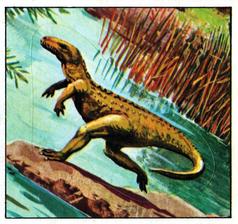 1978 Rowntree Mackintosh Prehistoric Animals Stickers #2 Euparkeria Front