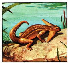 1978 Rowntree Mackintosh Prehistoric Animals Stickers #3 Diplocaulus Front