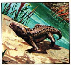 1978 Rowntree Mackintosh Prehistoric Animals Stickers #6 Seymouria Front