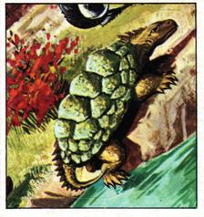 1978 Rowntree Mackintosh Prehistoric Animals Stickers #13 Progranochelys Front