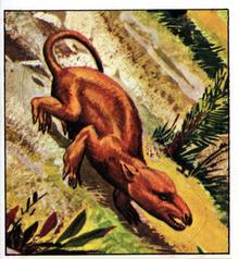 1978 Rowntree Mackintosh Prehistoric Animals Stickers #16 Oligokyphus Front