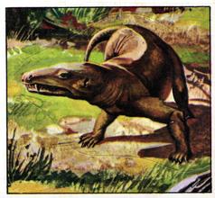 1978 Rowntree Mackintosh Prehistoric Animals Stickers #18 Lycaenops Front