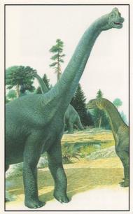 1994 Jacob's Biscuits School of Dinosaurs #17 Brachiosaurus Front
