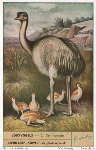 1953 Liebig Loopvogels (Flightless Birds) (Dutch Text) (F1570, S1580) #2 De Nandoe Front