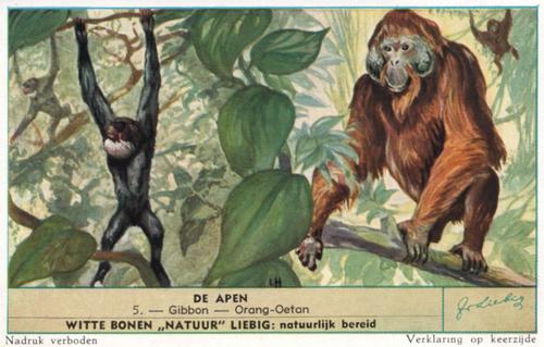 1954 Liebig De Apen (Monkeys) (Dutch Text) (F1601, S1604) #5 Gibbon - Orang-Oetan Front