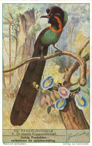 1943 Liebig De Paradijsvogels (Birds of Paradise) (Dutch Text) (F1449, S1455) #4 De vergulde Kraagparadijsvogel Front