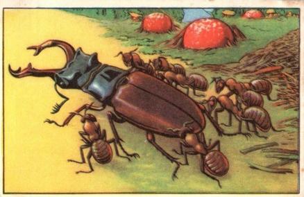 1930 Echte Wagner Aus dem Leben der Ameisen (From the Life of Ants) Album 3, Serie 2 #2 Vertreibung eines Hirschkäfers Front
