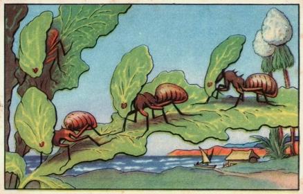 1930 Echte Wagner Aus dem Leben der Ameisen (From the Life of Ants) Album 3, Serie 2 #6 Sonnenschirm-Ameisen oder Blattschneider Front