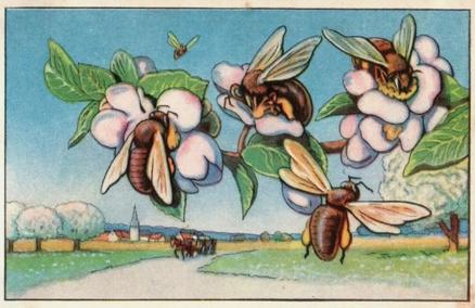 1930 Echte Wagner Aus dem Leben der Bienen (From the Life of Bees) Album 3, Serie 3 #2 Bienen beim Nektarschlürfen auf Apfelblüten Front