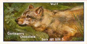1907 Gartmann Raubtiere (Predators) Serie 197 #5 Der Wolf Front