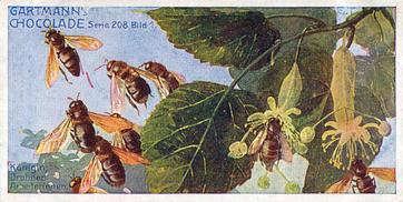 1907 Gartmann Die Biene (The Bee) Serie 208 #1 Konigin, Drohnen, Arbeiterinnen Front