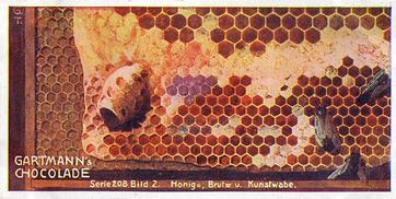 1907 Gartmann Die Biene (The Bee) Serie 208 #2 Honig-, Brut-, und Kunstwabe Front