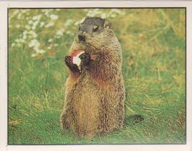 1990 Panini Animals of the World Stickers #4 Sticker 4 Front