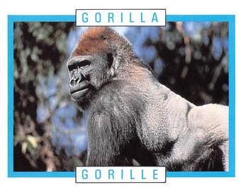 1990 Kellogg's Canadian Wildlife Federation #NNO Gorilla Front