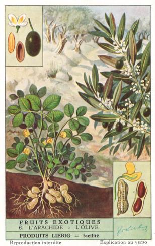 1952 Liebig Fruits Exotiques (Exotic Fruits) (French Text) (F1541, S1537) #6 L'Arachide - L'Olive Front