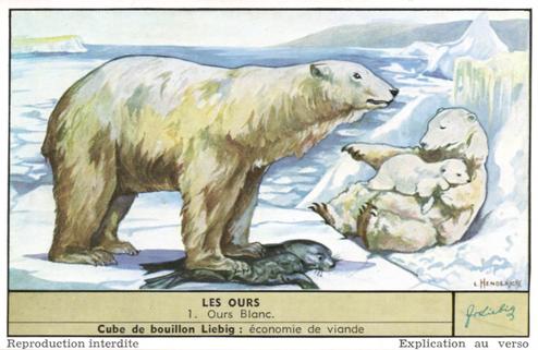 1955 Liebig Les Ours (Bears) (French Text) (F1620, S1620) #1 Ours Blanc Front