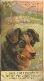 1888 Ellis, H. & Co. Breeds of Dogs - Tiger #NNO Collie Front