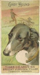 1888 Ellis, H. & Co. Breeds of Dogs - Tiger #NNO Grey Hound Front