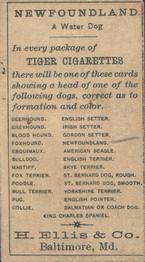 1888 Ellis, H. & Co. Breeds of Dogs - Tiger #NNO Newfoundland Back