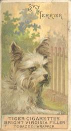 1888 Ellis, H. & Co. Breeds of Dogs - Tiger #NNO Skye Terrier Front