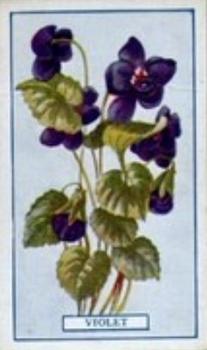 1917 Gallaher Plants of Commercial Value #14 Violet Front