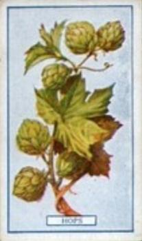 1917 Gallaher Plants of Commercial Value #30 Hops Front