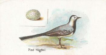 1906 Lambert & Butler Representing Birds & Eggs #3 Pied Wagtail Front