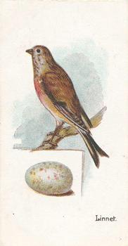 1906 Lambert & Butler Representing Birds & Eggs #4 Linnet Front