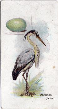 1906 Lambert & Butler Representing Birds & Eggs #6 Common Heron Front