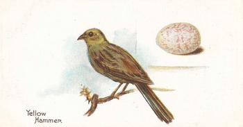 1906 Lambert & Butler Representing Birds & Eggs #13 Yellow Hammer Front