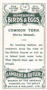 1906 Lambert & Butler Representing Birds & Eggs #16 Common Tern Back