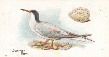 1906 Lambert & Butler Representing Birds & Eggs #16 Common Tern Front
