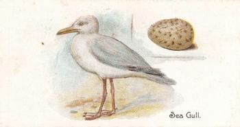 1906 Lambert & Butler Representing Birds & Eggs #17 Sea-Gull Front