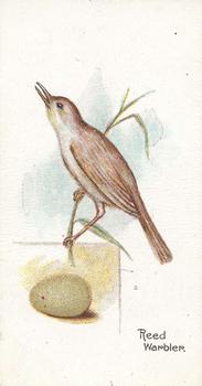 1906 Lambert & Butler Representing Birds & Eggs #18 Reed Warbler Front