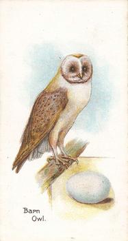 1906 Lambert & Butler Representing Birds & Eggs #19 Barn Owl Front
