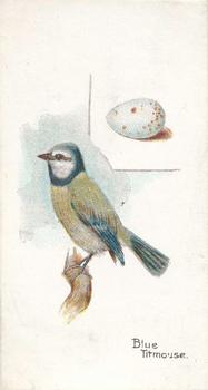 1906 Lambert & Butler Representing Birds & Eggs #20 Blue Titmouse Front
