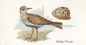 1906 Lambert & Butler Representing Birds & Eggs #21 Golden Plover Front