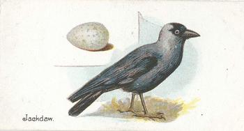 1906 Lambert & Butler Representing Birds & Eggs #22 Jackdaw Front