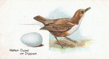 1906 Lambert & Butler Representing Birds & Eggs #30 Water Ouzel or Dipper Front