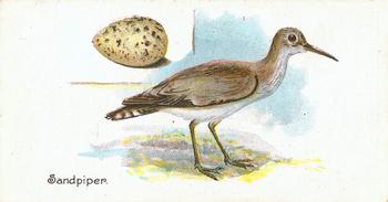 1906 Lambert & Butler Representing Birds & Eggs #33 Sandpiper Front