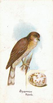 1906 Lambert & Butler Representing Birds & Eggs #34 Sparrow Hawk Front