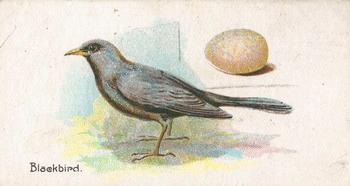 1906 Lambert & Butler Representing Birds & Eggs #35 Blackbird Front