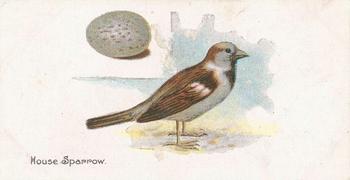 1906 Lambert & Butler Representing Birds & Eggs #37 House Sparrow Front