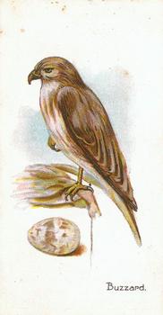 1906 Lambert & Butler Representing Birds & Eggs #38 Buzzard Front